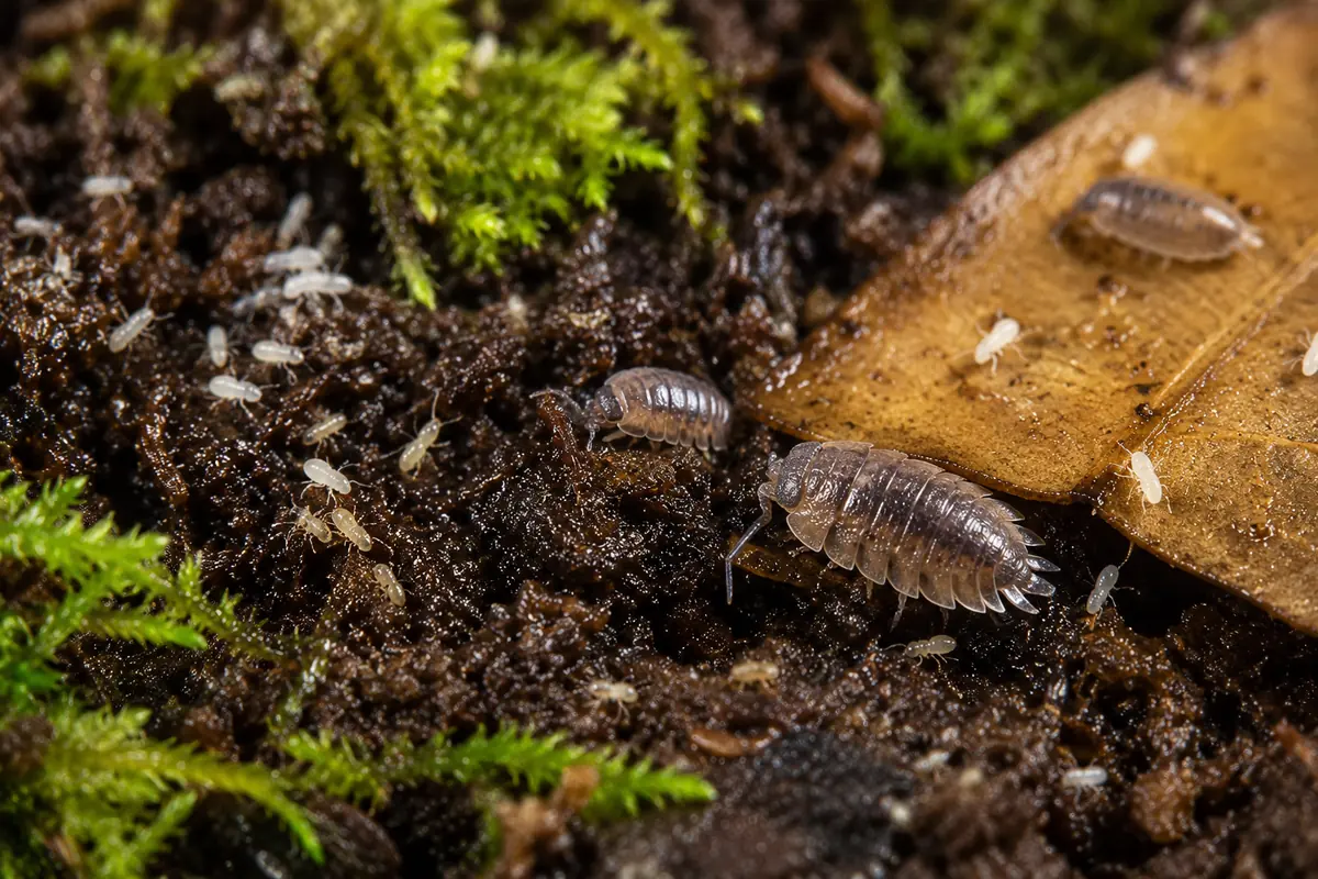 Close-up of a bioactive terrarium substrate with green moss, springtails and an isopod among dark soil and a leaf