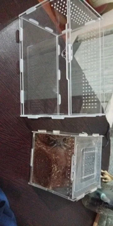 ArachNest jumping spider enclosure photographed by L***s, a verified buyer