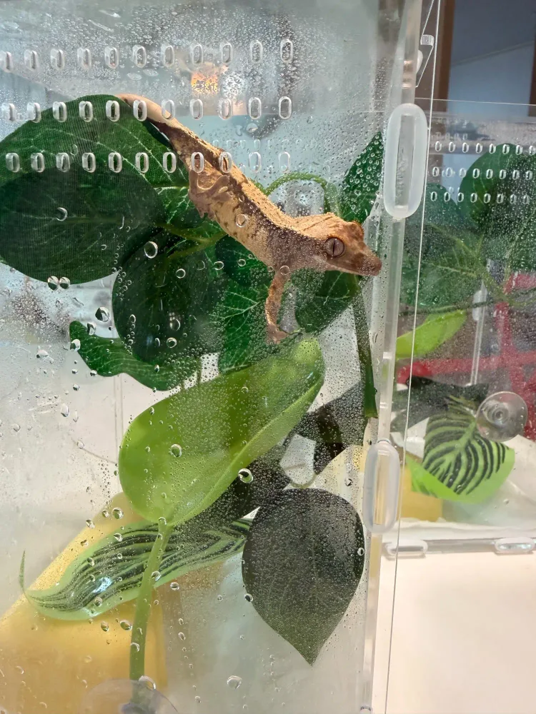 ArachNest jumping spider enclosure photographed by J***u, a verified buyer