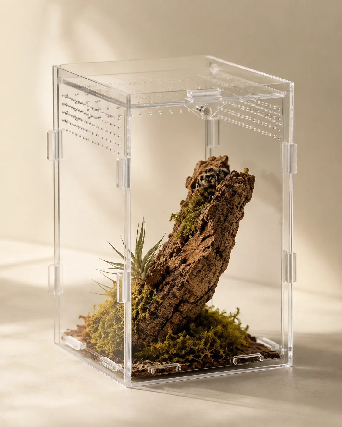 Clear cast-acrylic enclosure on a plain cream background with laser-cut ventilation holes, holding a single cork bark slab, an air plant and moss, a jumping spider peeking over the top of the cork