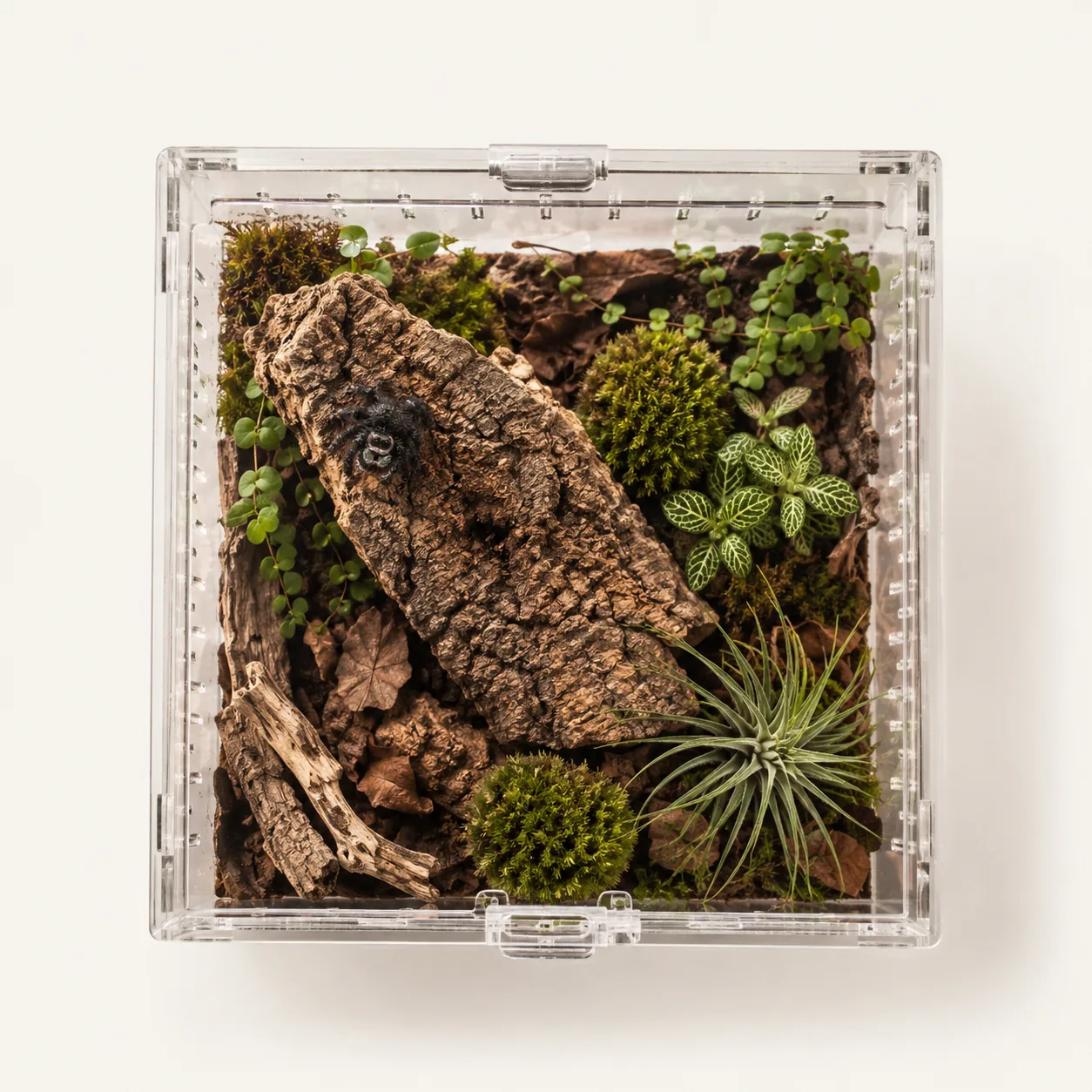Overhead view looking straight down into a square clear acrylic enclosure planted with cork bark, cushions of moss, a nerve plant, a trailing plant and an air plant, with a jumping spider resting on the cork