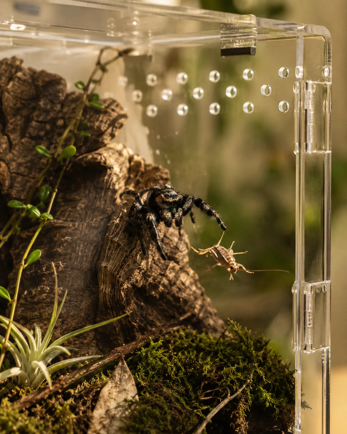 Close-up of a Phidippus jumping spider on cork bark inside a planted enclosure, catching a cricket next to the ventilation holes