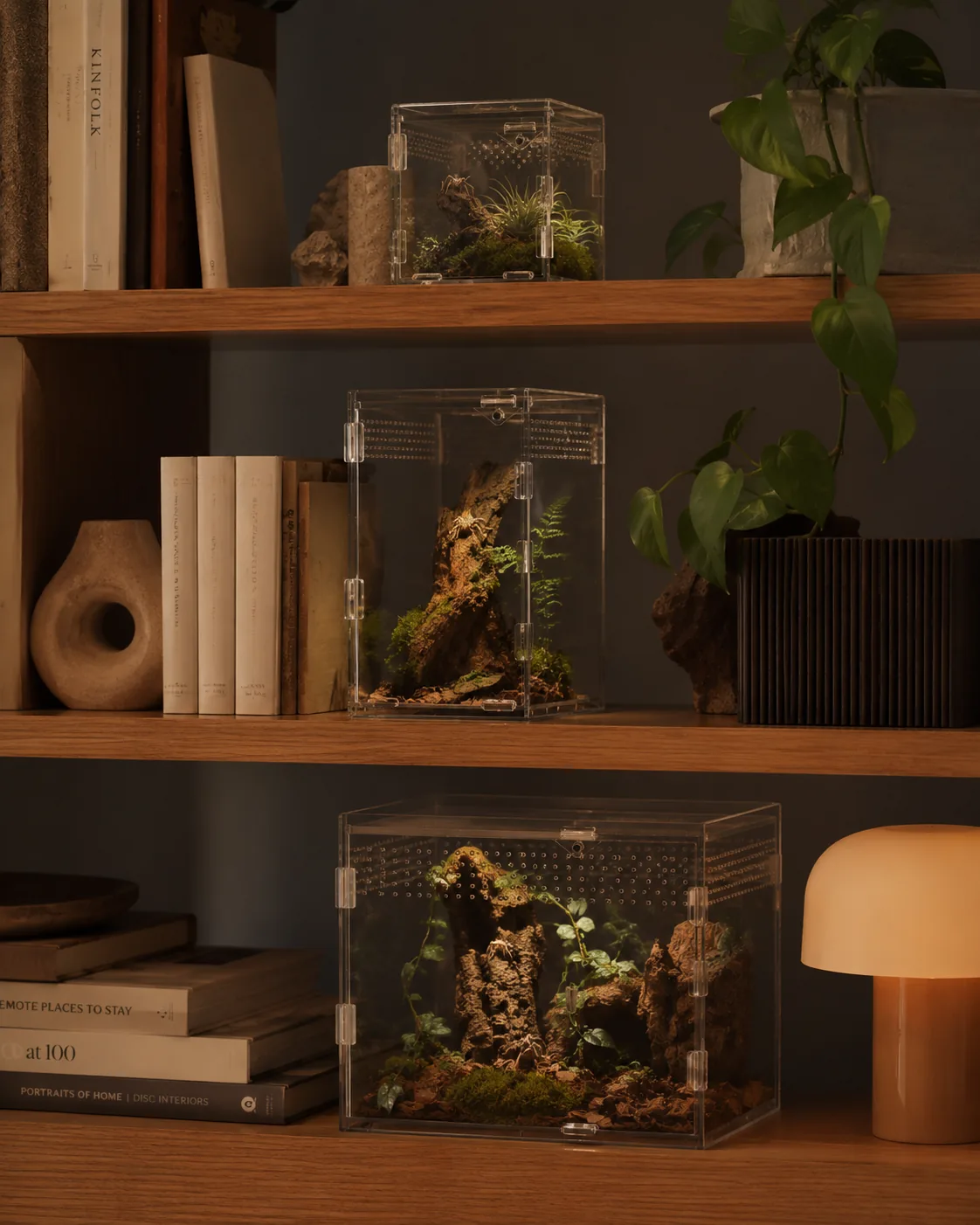 Three clear acrylic enclosures in different sizes arranged across wooden bookshelves, each planted with cork bark, moss and ferns, staged among books and houseplants